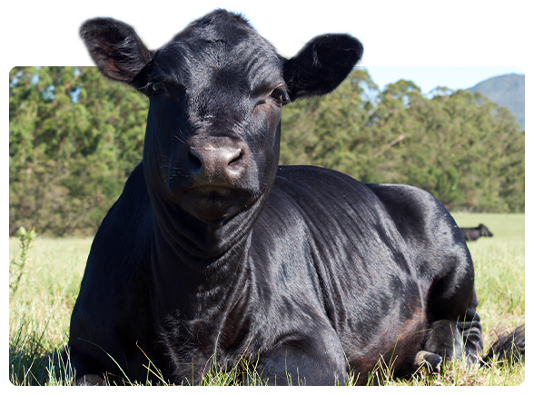 1から育てる畜産業